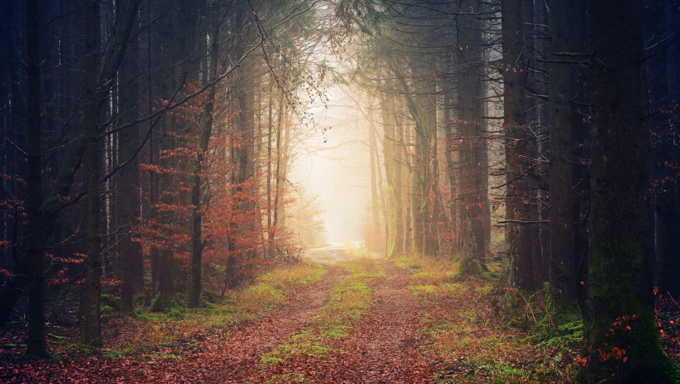 Woodland path leading from a shaded forest towards a brighter clearing